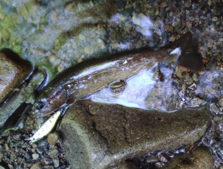 フライ名人といつもの谷へ ～長良川水系～